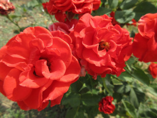 Картинка цветы розы оранжевые