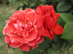 Картинка цветы розы оранжевые