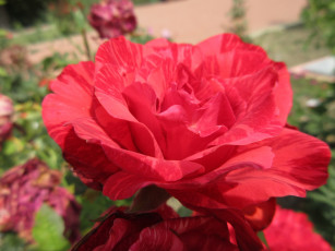 Картинка цветы розы роза