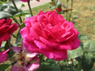 Картинка цветы розы роза