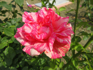 Картинка цветы розы розовая роза