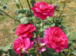 Картинка цветы розы розовые