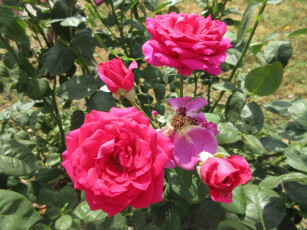 Картинка цветы розы розовые