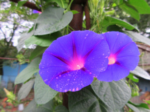 Картинка цветы вьюнки +ипомеи фиолетовый вьюнок