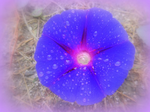 Картинка цветы вьюнки +ипомеи вьюнок