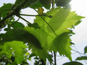 Картинка природа листья