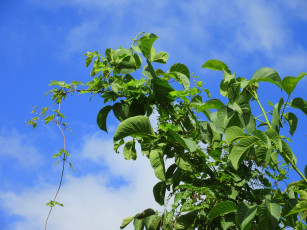 Картинка природа листья