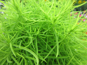 Картинка природа макро зелень