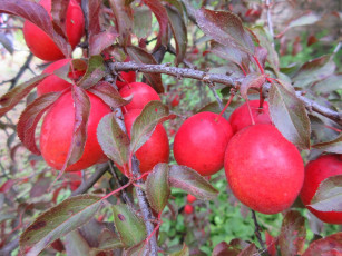 Картинка природа плоды красна алыча