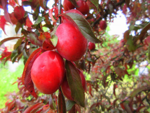 Картинка природа плоды красна алыча