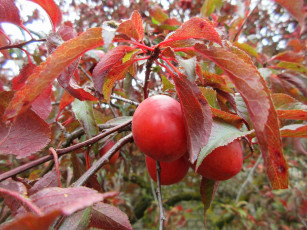 Картинка природа плоды красная алыча