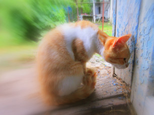 Картинка животные коты кот