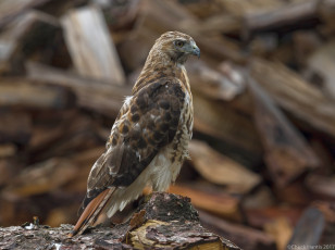 Картинка животные птицы+-+хищники птица