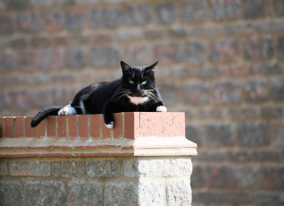 Картинка животные коты отдых улица стена