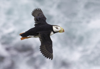 Картинка животные тупики блики тупик цветы puffin профиль птица атлантический