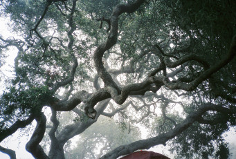 Картинка природа деревья ветки