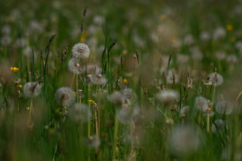 Картинка цветы одуванчики луг