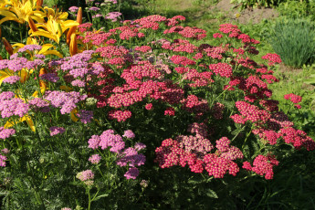 Картинка цветы июль дача тысячелистник сад природа красота лето цветение