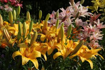 Картинка цветы лилии +лилейники красота июль дача цветение сад природа лето