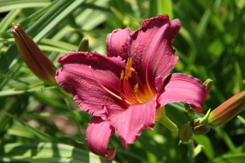 Картинка цветы лилии +лилейники сад лилейники лето июль дача