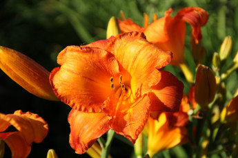 Картинка цветы лилии +лилейники сад лилейники лето дача