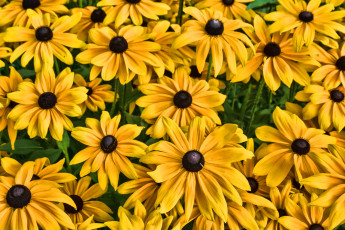 Картинка цветы рудбекия жёлтые
