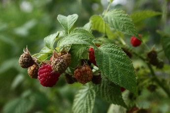 Картинка природа Ягоды август дача лето малина нфд сад ягоды