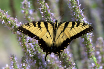 Картинка животные бабочки +мотыльки +моли бабочка