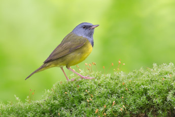 Картинка животные птицы окрас птица забавная перья