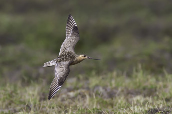 Картинка животные птицы полет птица окрас перья