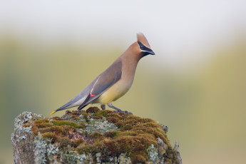 Картинка животные птицы птица окрас забавная перья