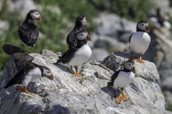 Картинка животные тупики блики цветы профиль птица атлантический puffin тупик