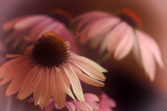 Картинка цветы эхинацея