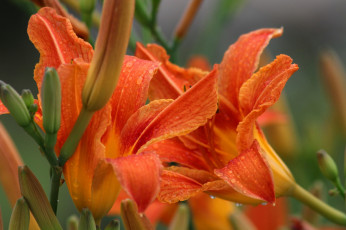 Картинка цветы лилии +лилейники лилейники лето июль дождь