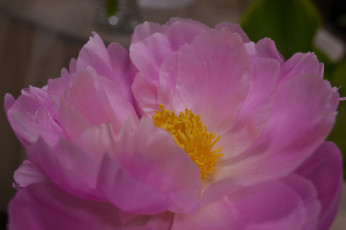 Картинка цветы пионы бутон пион цветение листья лепестки