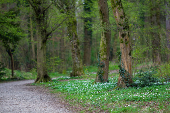 Картинка природа дороги лес