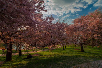 Картинка природа парк