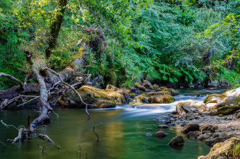 Картинка природа реки озера река лес