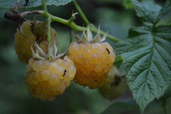 Картинка природа Ягоды белая ягода малина куст макро листья