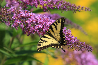 Картинка животные бабочки +мотыльки +моли бабочка