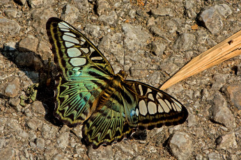 Картинка животные бабочки +мотыльки +моли бабочка