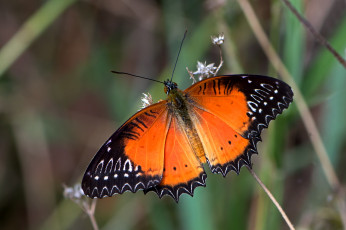Картинка животные бабочки +мотыльки +моли бабочка