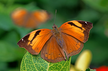 Картинка животные бабочки +мотыльки +моли бабочка