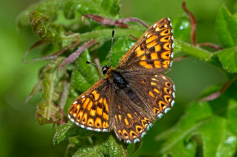 Картинка животные бабочки +мотыльки +моли бабочка