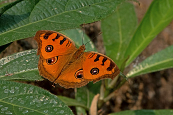 Картинка животные бабочки +мотыльки +моли бабочка