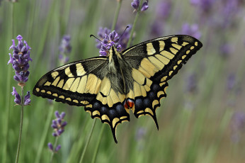 Картинка животные бабочки +мотыльки +моли бабочка