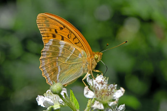 Картинка животные бабочки +мотыльки +моли бабочка