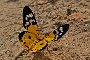 Картинка животные бабочки +мотыльки +моли бабочка