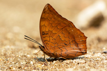 Картинка животные бабочки +мотыльки +моли бабочка