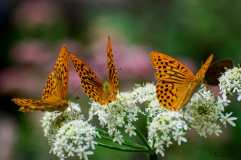 Картинка животные бабочки +мотыльки +моли бабочка